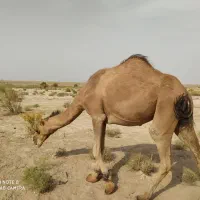 شتر در حیوانات مزرعه