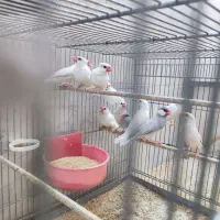 فنچ نرگسی