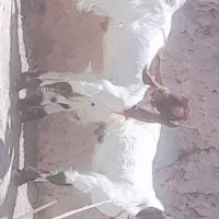 سه‌تا نری یکی چپش یک سال دتانری یه سال نیم