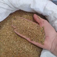 بذر محلی یونجه (علف)