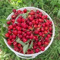گیلاس باغی خُرَّمدرّه