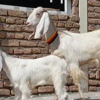 بز  زاییده پاکستانی ( میش قوچ گاو گوسفند بره)