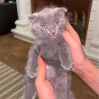 بچه گربه خاکستری