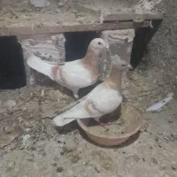 جفت کفتر