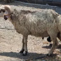 فروش قوچ یک سال و نیم مناسب برای داشتی و کشت