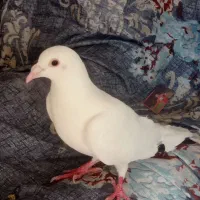 کفتر