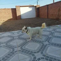 سگ پاکوتاه