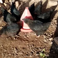 مرغ سیاه مرندی