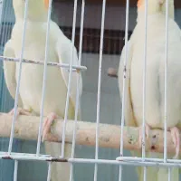 عروس پاریس نر وماده