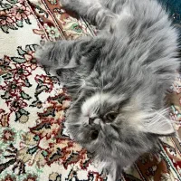 گربه پاکوتاه