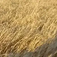کاه و کلش گندم