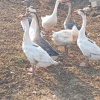 تعداد هفت عدد قو غاز