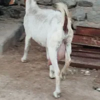 یک عدد بز پاکستانی جوان شیرا با۳تابزغاله بزرگ