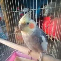 عروس هلندی نر