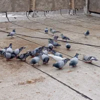 کفتر فروشی افغان