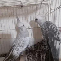 یک جفت عروس نژاد ایزابلا
