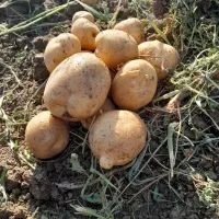 سیب زمینی سیفرا