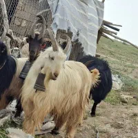 دبر چپش بزغاله