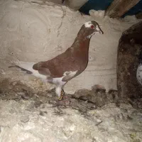کفتر|پرنده|سرداران, |دیوار