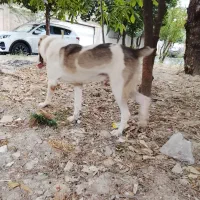 سگ نر