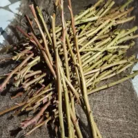 پیوند پسته ترکه پیوندی