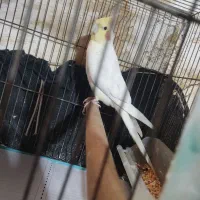 عروس هلندی نر
