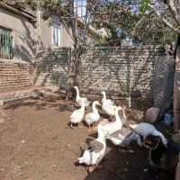 غاز|حیوانات مزرعه|مینودشت, |دیوار