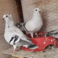 شامی سفید مست