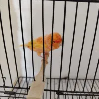 انواع قناری رد نگرو رسمی بلند