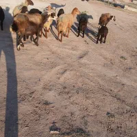 ۷راس گوسفند بره دار