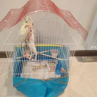 عروس هلندی با قفس
