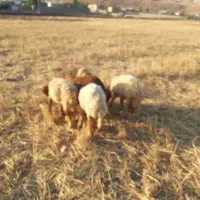 گوسفندو‌ بره