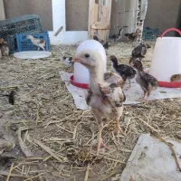 جوجه لاری اوشامو افغان