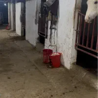 نگهداری و تربیت اسب خرید و فروش