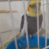 جفت مولد عروس هلندی و جوجه