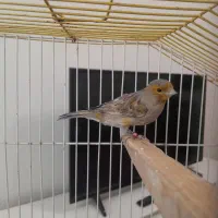 قناری اوپال نر