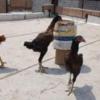 جوجه لاری