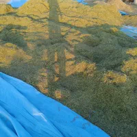 یونجه خالص شرطی بدون علف