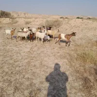 ۱۲تا بز سومالی جفتی ۶۵ میلیون