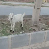 بز دو دندان