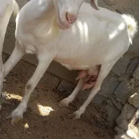 بزسانن ابست