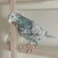 کفتر سار سرور سبز