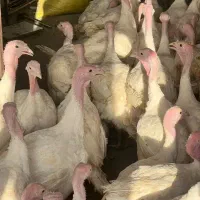 بوقلمون زنده