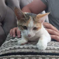 بچه گربه رایگان