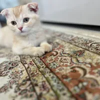 بچه گربه اسکاتیش فولد