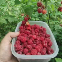 رزبری تمشک صادراتی