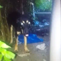 سگ سراب