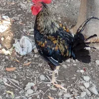 مرغ و خروس