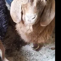 بزغاله بیرجندی