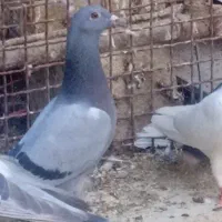 جوجه آلمانی و ریش